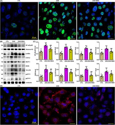 Barleriside A, an aryl hydrocarbon receptor antagonist, ameliorates podocyte injury through inhibiting oxidative stress and inflammation